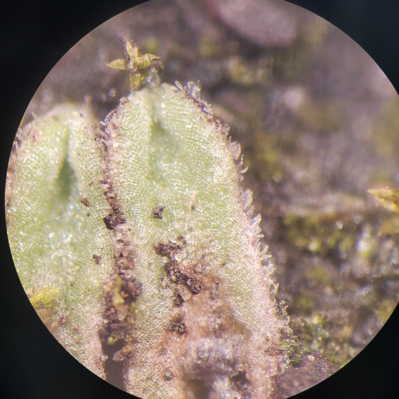 Riccia beyrichiana
